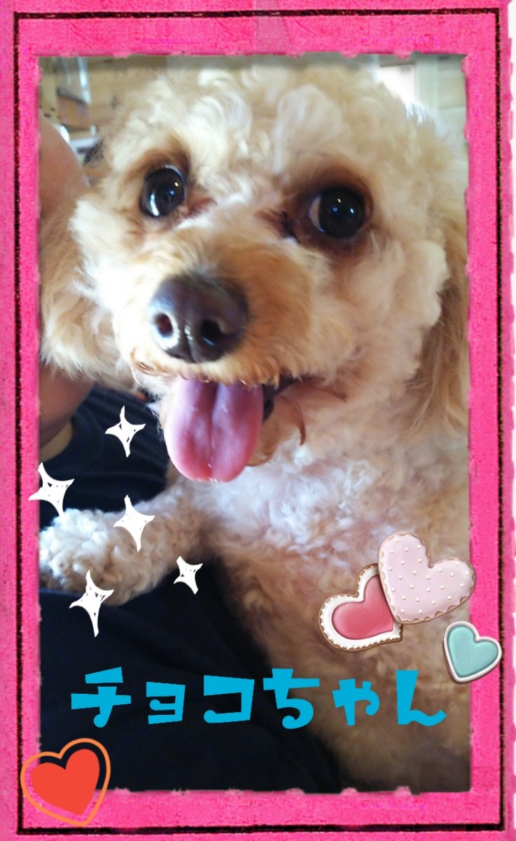 チョコちゃんの画像