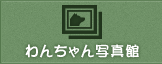 わんちゃん写真館